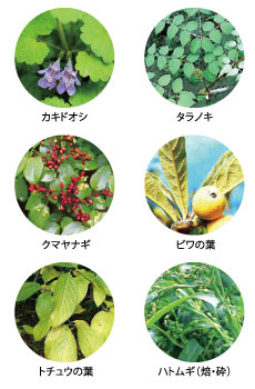 カキドオシ、ハトムギ、クマヤナギ、タラの木、ビワの葉、トチュウの葉
